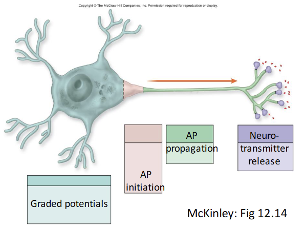 <p><strong>Similarities</strong></p><ul><li><p>Both are <strong>changes in membrane potential</strong></p></li><li><p>Both involve <strong>movement of Na⁺ and K⁺ ions</strong></p></li><li><p>Both are used for <strong>neuronal communication</strong></p></li></ul><p></p><p><strong>Differences</strong></p><p>1. Location </p><ul><li><p><strong>Graded:</strong> dendrites &amp; cell body</p></li><li><p><strong>Action:</strong> axon</p></li></ul><p> </p><p> 2. Type of channels </p><ul><li><p><strong>Graded:</strong> chemically-gated (stimulus-controlled)</p></li><li><p><strong>Action:</strong> voltage-gated</p></li></ul><p> </p><p> 3. Direction </p><ul><li><p><strong>Graded:</strong> spreads in multiple directions</p></li><li><p><strong>Action:</strong> one direction along axon</p></li></ul><p> </p><p> 4. Type of signal </p><ul><li><p><strong>Graded:</strong> can be <strong>depolarising OR hyperpolarising</strong></p></li><li><p><strong>Action:</strong> always follows the <strong>same pattern</strong> (depolarisation → repolarisation)</p></li></ul><p></p><p>5. Distance</p><ul><li><p><strong>Graded:</strong> short, decreases with distance</p></li><li><p><strong>Action:</strong> long, does not decrease</p></li></ul><p></p><p></p><p></p>