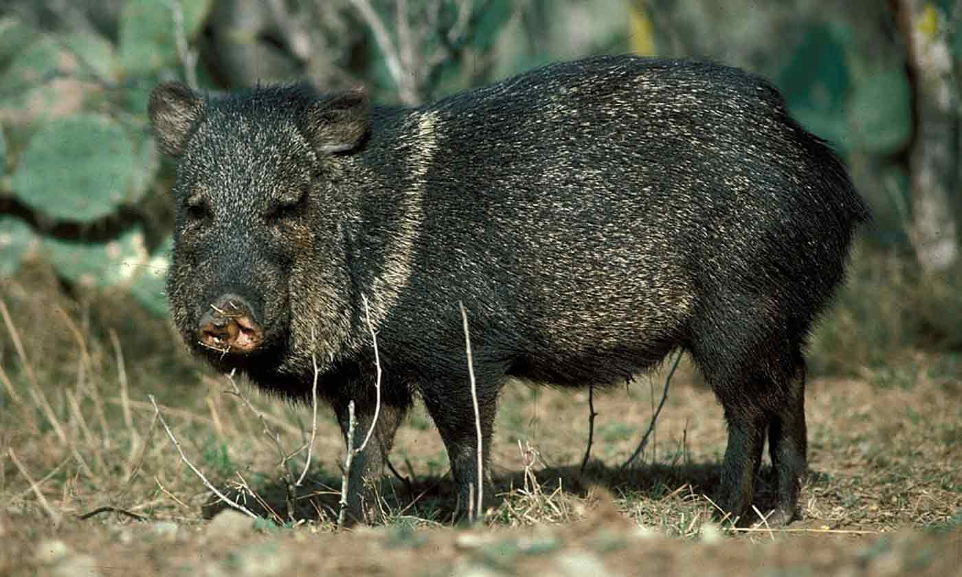 <p>What is the common AND scientific name of this mammal?</p>