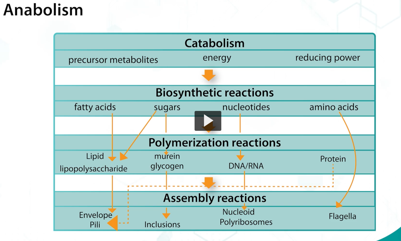 <p>To summarize, during catabolism, organic substrates are broken down to produce energy, which is subsequently used in biosynthetic reactions to synthesize the building blocks necessary for the synthesis for the macromolecules that form the bacterial cell structures. </p>