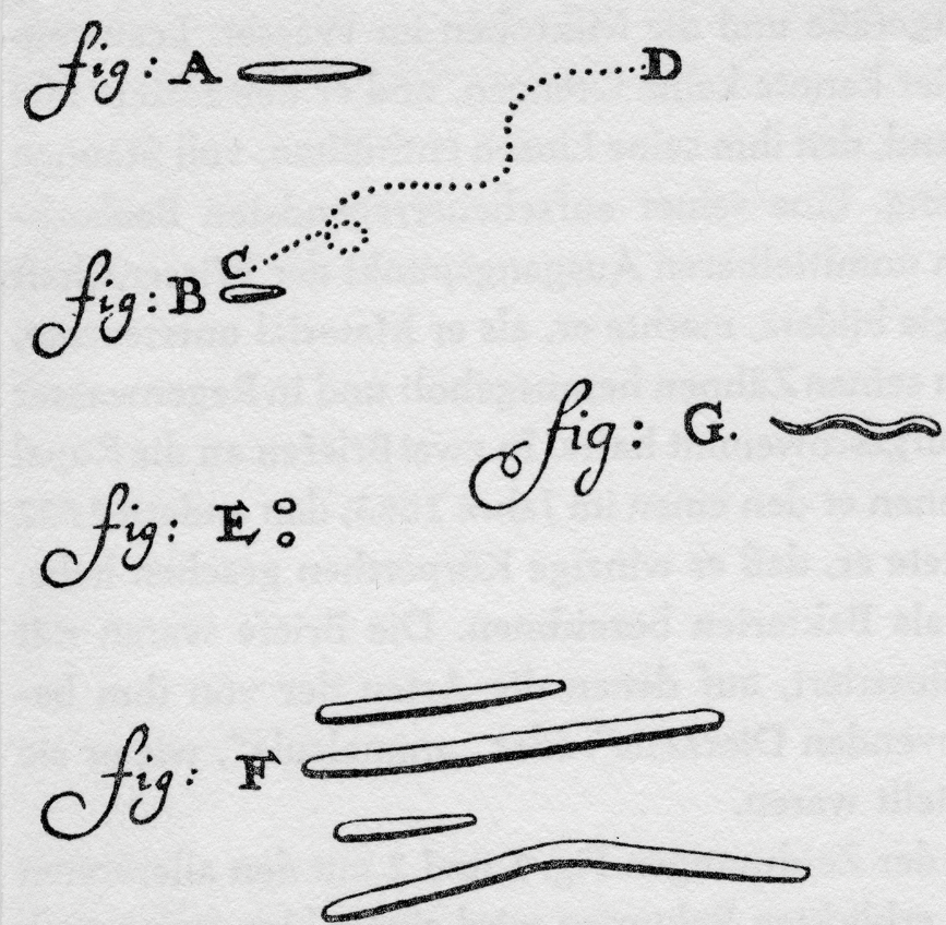 <p>animalcules </p>