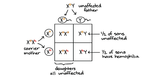<p>sex-linked characteristics</p>