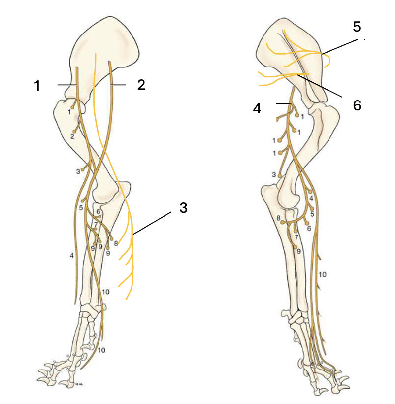 <p>Name the labelled structures.</p>