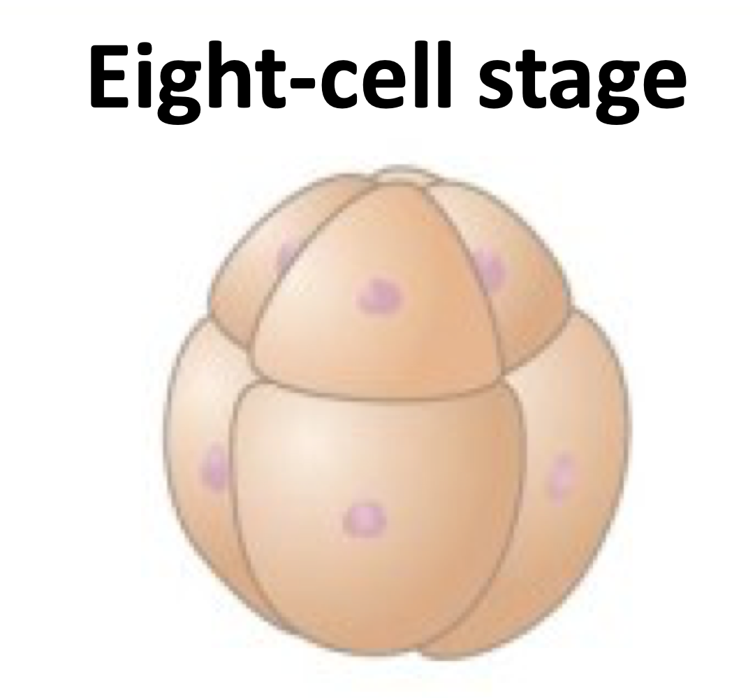 <p>deuterostome</p>
