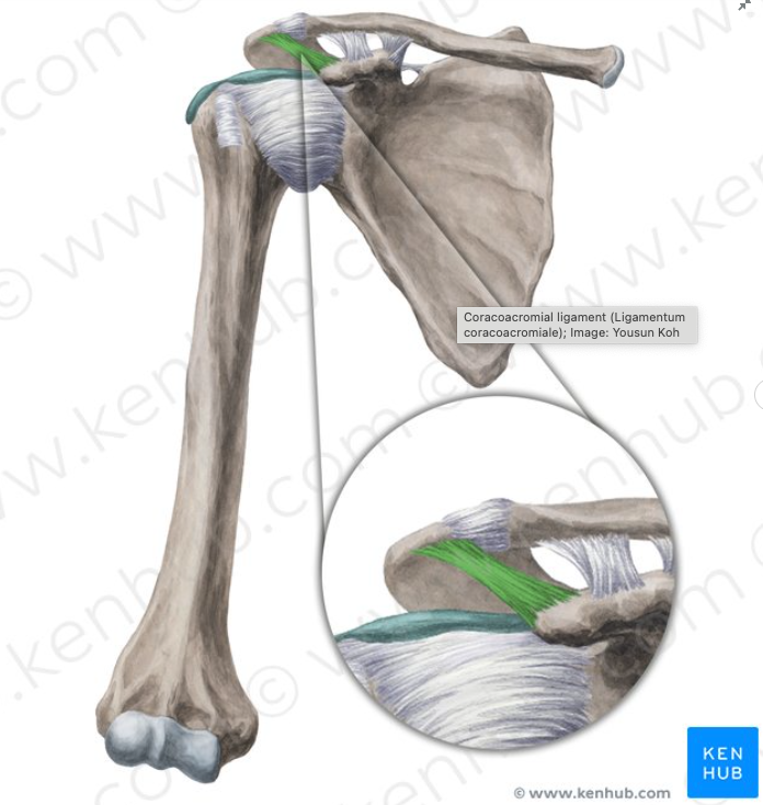 <p>lateral border of coracoid process and acromion of scapula </p>