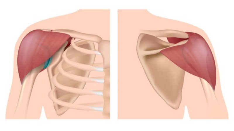 <p>Responsible for intramuscular shots </p>
