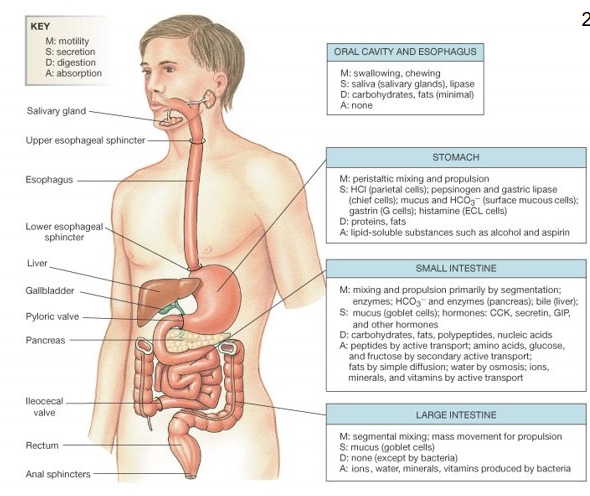 <ul><li><p class="Paragraph WhiteSpaceCollapse SCXP158502909 BCX8" style="text-align: left;"><span style="line-height: 0px;">Structure and function of the small intestine​</span></p></li><li><p class="Paragraph WhiteSpaceCollapse SCXP158502909 BCX8" style="text-align: left;"><span style="line-height: 0px;">Carbohydrate digestion &amp; absorption​</span></p></li><li><p class="Paragraph WhiteSpaceCollapse SCXP158502909 BCX8" style="text-align: left;"><span style="line-height: 0px;">Protein digestion &amp; absorption​</span></p></li><li><p class="Paragraph WhiteSpaceCollapse SCXP158502909 BCX8" style="text-align: left;"><span style="line-height: 0px;">Fat (lipid) digestion &amp; absorption​</span></p></li></ul><p></p>