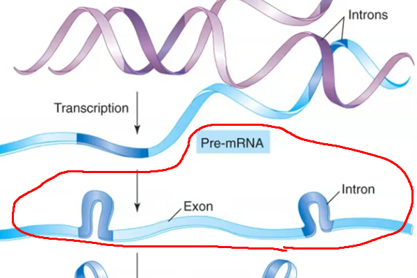 <p>The initial RNA copy made during transcription, before processing — much larger than the final mRNA, containing both introns and exons.</p>