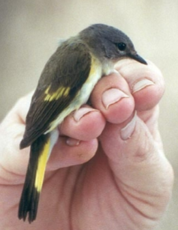 <p>What is the common name of this female bird?</p>