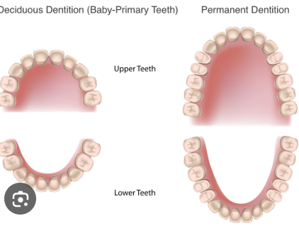 <p>Primary teeth (first set of teeth) </p>