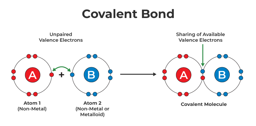 <p>Covalent Bonds</p>