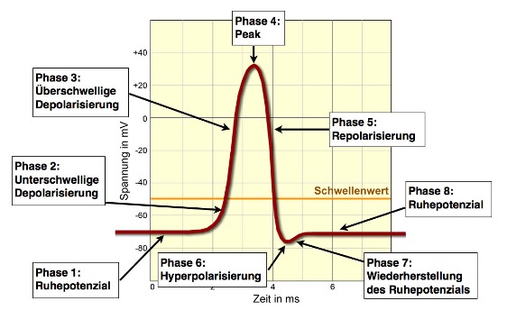 <p><span style="line-height: 18.4px;">Ruhepotential, überschwellig, Depolarisation, Umpolarisierung (bei ca. +30mV), Repolarisierung, Hyperpolarisation, Ruhepotential</span></p><p></p>