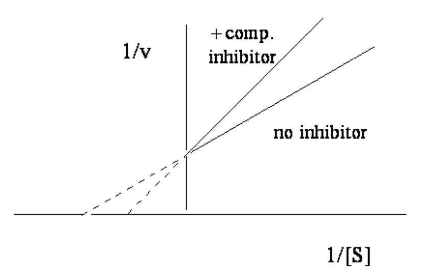 <p>y-intercept = 1/V<sub>max</sub> </p>