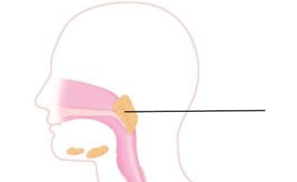 <p>What part of the digestive system is this?</p>