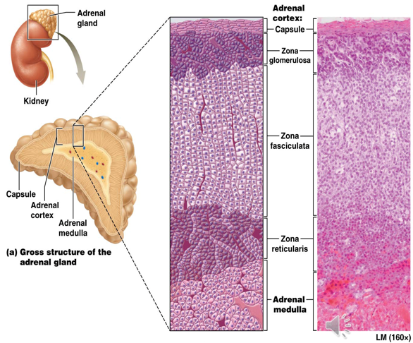 <ul><li><p>Subdivided into 3 zones </p><ul><li><p>Zone Glomerulosa (Outermost)</p></li><li><p>Zone Fasciculata (Middle Zone)</p></li><li><p>Zone Reticularis (Innermost Zone)</p></li></ul></li><li><p>Secretes mineralcorticoids, glucocorticoids, & androgenic steroids </p></li></ul><p></p>
