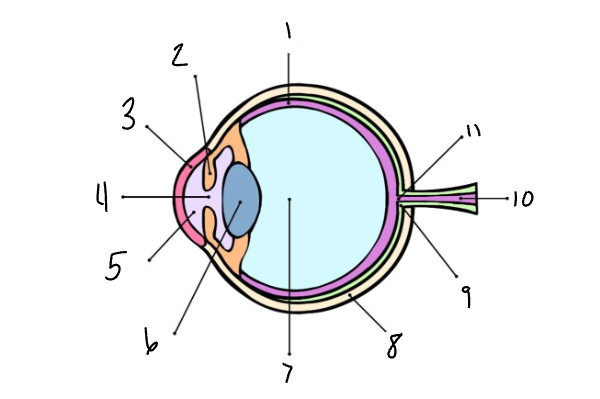 <p>Label the eye</p>