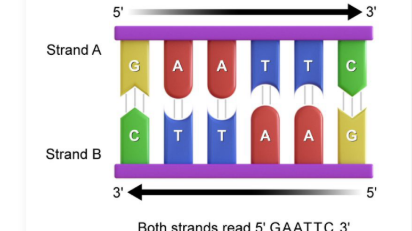 <p><strong>Palindromic sequences:</strong> Short regions where the sequence reads the same in the 5’-3’ on both strands</p><p></p>