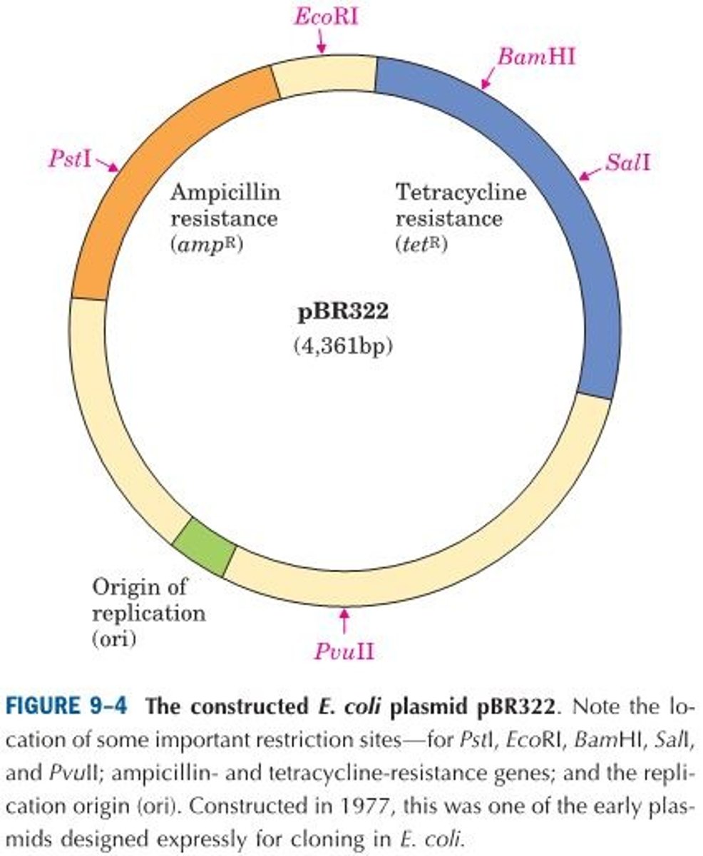 <p>1. pBR322 has an origin of replication, ori, a sequence where replication is initiated by cellular enzymes. This sequence is required to propagate the plasmid and maintain it at a level of 10 to 20 copies per cell.</p><p>2. The plasmid contains two genes that confer resistance to different antibiotics (tet R, amp R), allowing the identification of cells that contain the intact plasmid or a recombinant version of the plasmid.</p><p>3. Several unique recognition sequences in pBR322 (PstI, EcoRI, BamHI, SalI, PvuII) are targets for different restriction endonucleases, providing sites where the plasmid can later be cut to insert foreign DNA.</p><p>4. The small size of the plasmid (4,361 bp) facilitates its entry into cells and the biochemical manipulation of the DNA.</p>