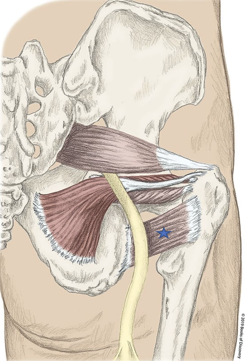 <p><span>From the list of muscles and actions below, identify the "starred" muscle and its primary actions.</span></p>