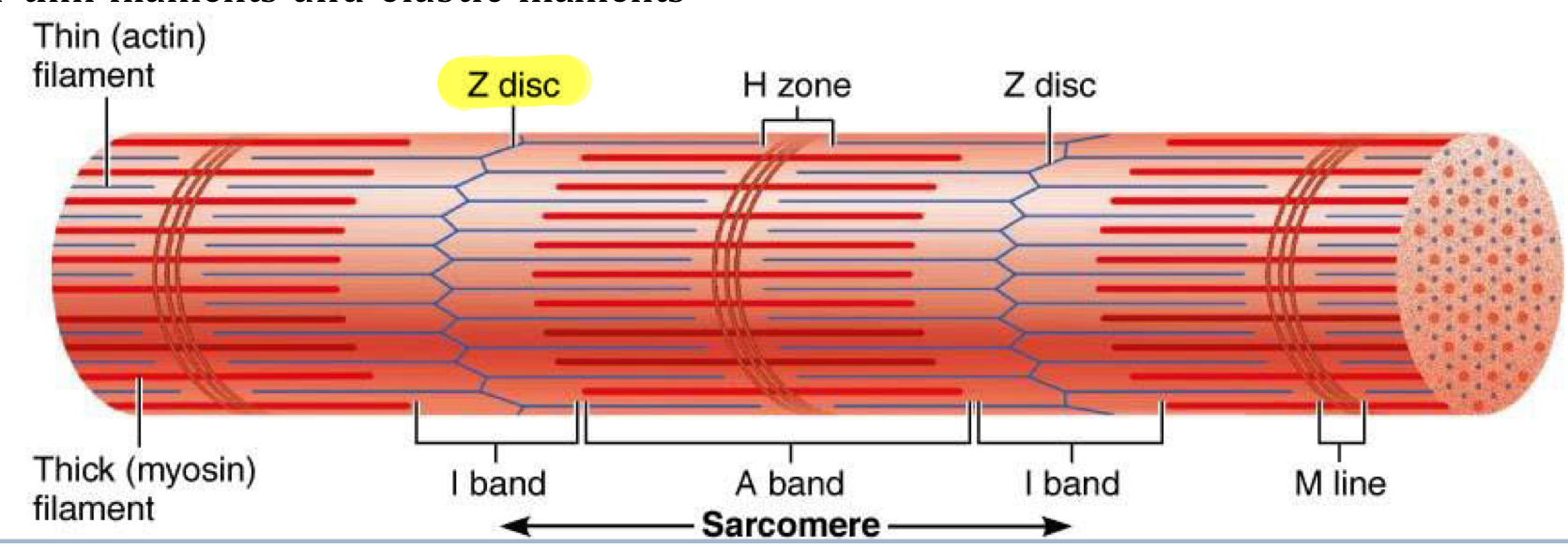 <p>Dense protein plate that acts as an anchor for thin and elastic filaments, connecting them between adjacent sarcomeres</p>