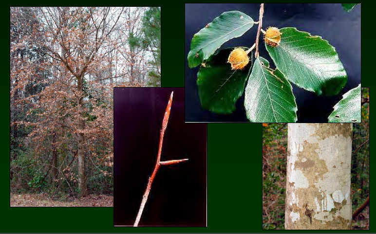 <p>•</p><p>Fagaceae</p><p>•</p><p>Key Characters:</p><p>•</p><p>Serrate leaves</p><p>•</p><p>Two-ranked leaves</p><p>•</p><p>Long, pointed buds</p><p>•</p><p>Smooth, gray bark</p><p>•</p><p>Brown leaves persist over winter</p>