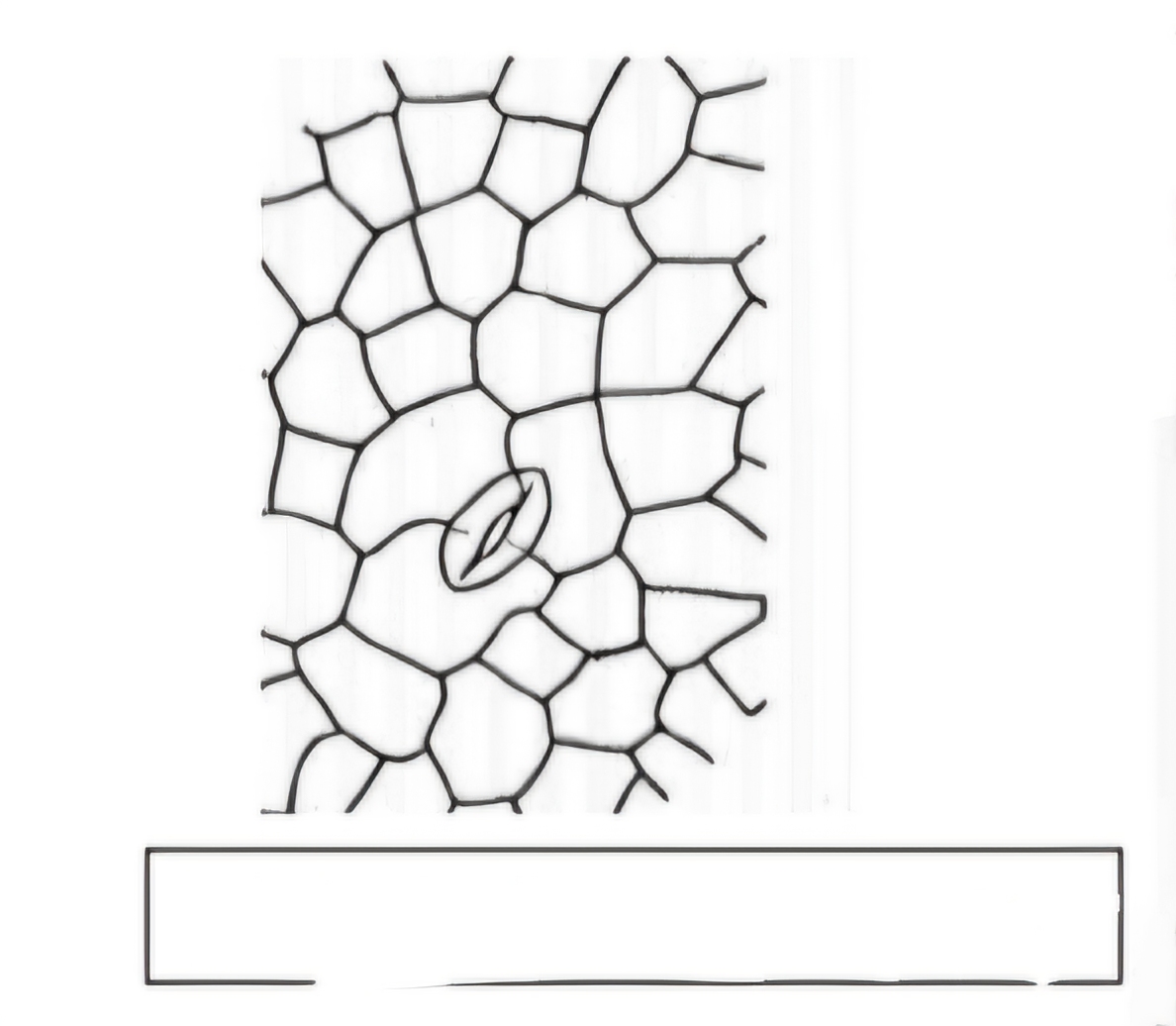term image