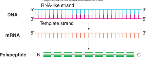 <p>has the same polarity and sequence as mRNA. The 5’ to 3’ in the mRNA corresponds to N to C terminus in the polypeptide</p>