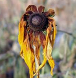 <p>shriveling, shrinking, wilting</p>