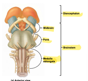 <p>most inferior part of brainstem, contains pyramids, autonomic nervous system centers and inferior part of the fourth ventricle</p>