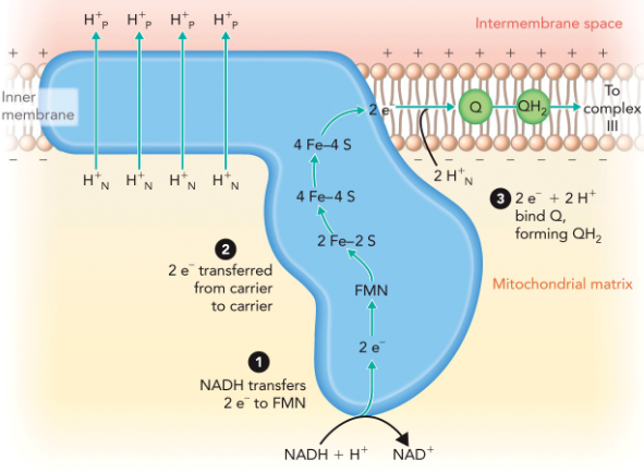 <p>Oxidation of NADH in the matrix releases 2 e− (in the form of a hydride ion), which are transferred to FMN in a coupled redox reaction.</p><p>Electrons are then transferred from one carrier to another until they are donated in the last step to coenzyme Q</p>