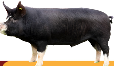 <ul><li><p>six white points</p></li><li><p>England</p></li><li><p>Excellent meat flavor, and marbling, docile temperament, early maturity</p></li><li><p>Smaller litter size, slower groth rate, high fat content than commerial breeds.</p></li></ul><p></p>