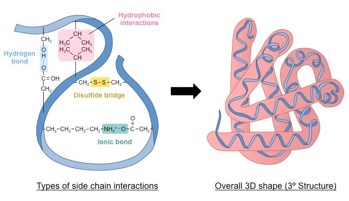 <p>The compact three-dimensional coiling of a polypeptide chain held by hydrogen bonds, disulfide bonds, ionic bonds, and hydrophobic interactions.</p>