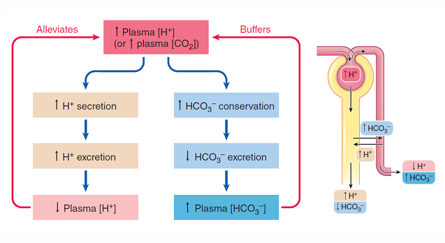 <ul><li><p>increase in H+ secretion —> increased excretion —> decrease H+ in plasma </p></li><li><p>increase HCO3- conservation —> decreased excretion —> increase bicarbonate in plasma —> increased ability to buffer </p></li></ul><p></p>