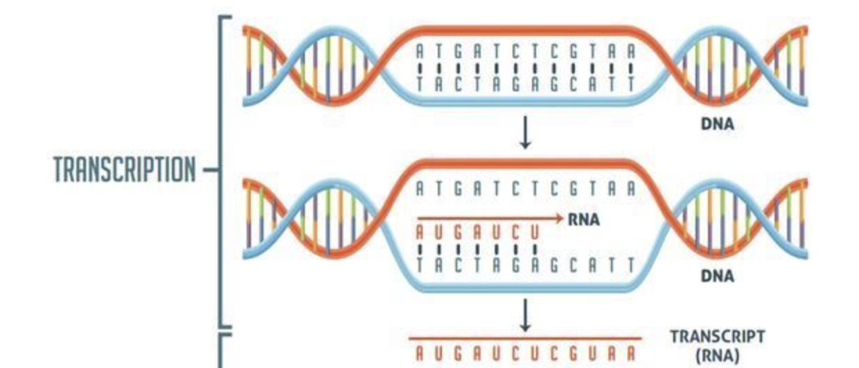 <p>When you are going to produce an RNA copy of one of the strands</p>