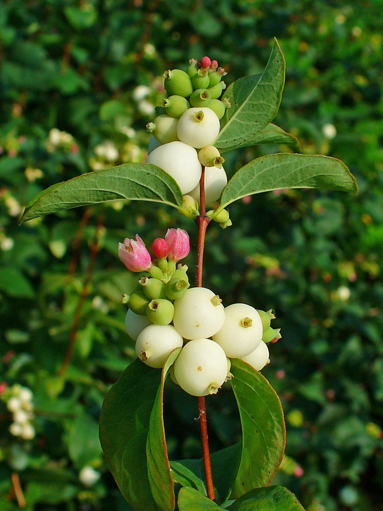 <p>pámelník bílý</p>