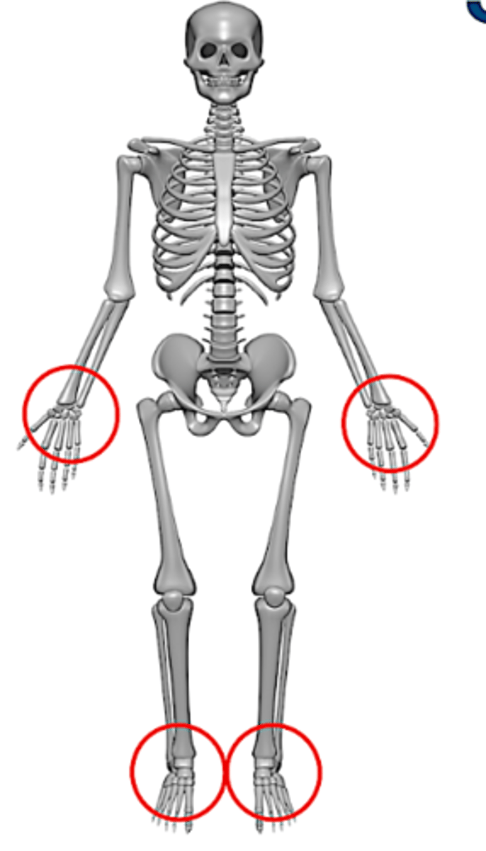 <p>short bones are cuboidal and are found in the ankle and wrists.</p>