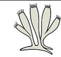 <p>body type?</p>