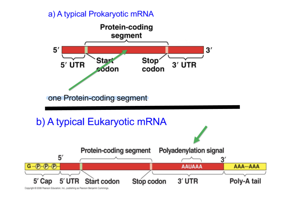 <p>Both contain protein codiing segment surrounded by two UTRs, but eukaryotic mRNA uniquely contains a 5’ cap, polyadenylation signal, and a poly(A) tail.</p>