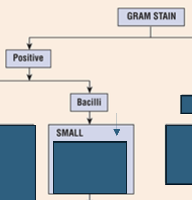<p>Which gram-positive bacilli grow <strong>small?</strong></p>