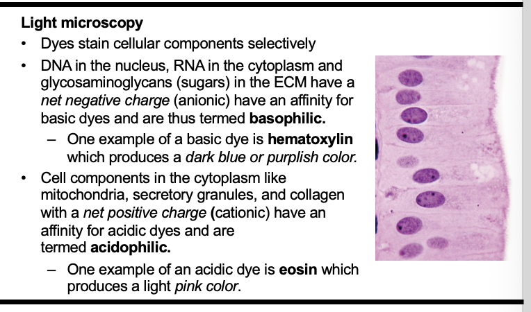 <p>Basophilic:<br>COLOR: Dark Blue hematoxylin</p><p>STAINS: net negative charge (anion), Basic</p><p>EX: Rna, DNA</p><p>Acidophilic: </p><p>COLOR: PINKISH eosin</p><p>STAINS: net positive charge (cation), acidic </p><p>EX: mitochondria, secretory granules, collagen </p>