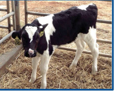 <p>You see a cow that looks like this. Its' radiographs show opacification of the tympanic bullae. The animal is also experiencing respiratory disease signs. What is your thought?</p>
