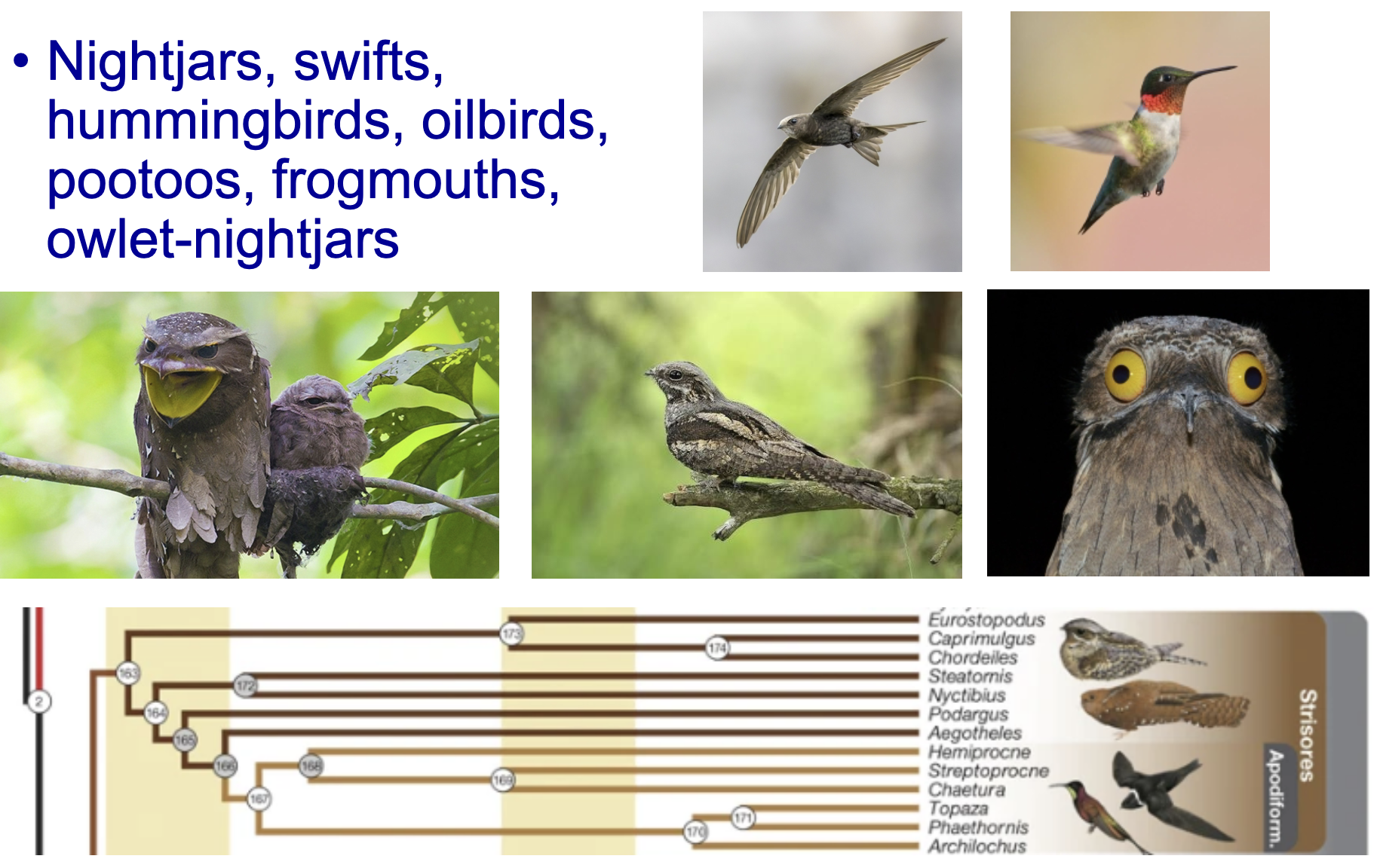 <p>Nightjars, swifts, hummingbirds, oilbirds, pootoos, frogmouths, owlet-nightjars</p><ul><li><p>things that come out at night and things with small feet</p></li></ul><p></p>