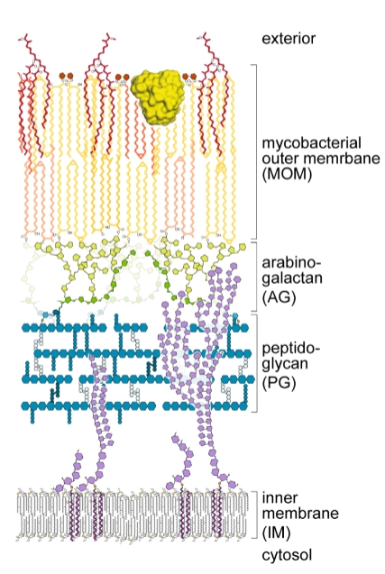 <p>= een andere klasse bacteriën naast Gram- en Gram+ </p><ul><li><p>hebben een celwand met een dikke, wasachtige laag van lange vetzuren (mycolzuren)</p></li><li><p>bijvoorbeeld: mycobacterium (tuberculosis), cornyebacterium (difterie)</p></li><li><p>zijn genetisch gezien meest dichtbij Gram+ bacteriën</p><p>→ maar kleuren niet/nauwelijks Gram+</p></li></ul><p></p>