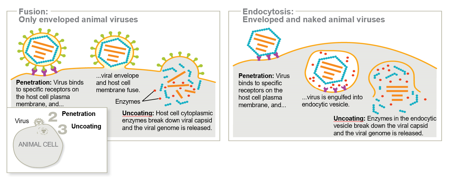 <p>Naked and enveloped viruses enter via Endocytosis or membrane fusion.</p><ul><li><p>Membrane fusion→ Viral envelope <strong>blend w/cell’s plasma membrane</strong></p></li><li><p>Endocytosis →Virus binds to host cell surface receptors, <strong>triggering uptake of virus into vesicles</strong></p></li></ul><p></p>
