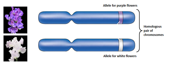 <p>An allele is a <strong>specific form </strong>of a <strong>gene </strong>that <strong>controls </strong>a <strong>trait</strong></p>