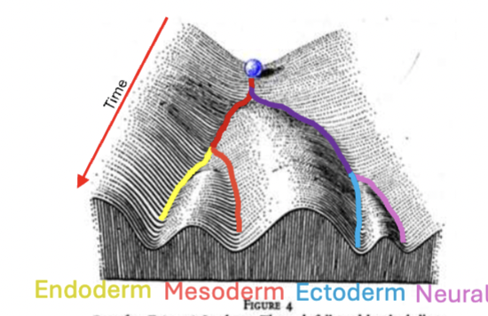 <p>Start with single cell → end up with a human body, trillions of cells of many cell types. Ball on top of hill with valleys, release ball and travel down the hill → no cues can go in any direction. Different cells go in different direction</p>