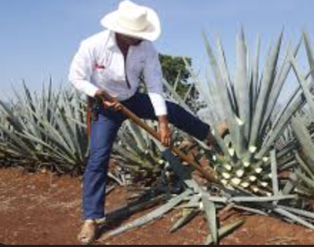 <p>One of the most economically important plants in the Asparagaceae family is the ______</p>