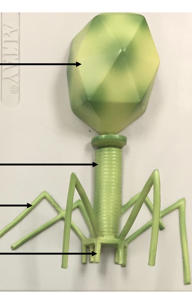 <p>what is this?</p>