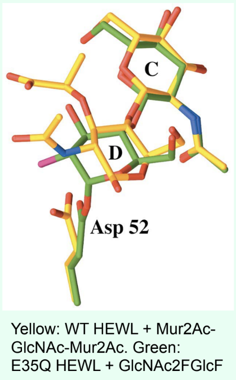 <p><strong>Covalent catalysis.</strong></p>