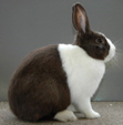 <p>welk type konijn is dit</p>