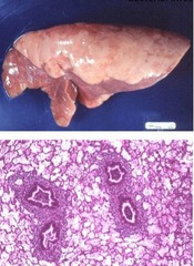 <p>Which respiratory disease of pigs presents with cranioventral distribution that demarcates disease from normal?</p><p>a. bordetella bronchiseptica</p><p>b. mycoplasmal pneumonia</p><p>c. pasteurella multocida</p><p>d. Actinobacillus pleuropneumonia</p>